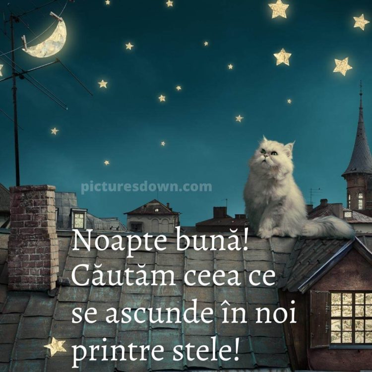 Noapte buna marti imagine pisica pe acoperis descarcă gratis