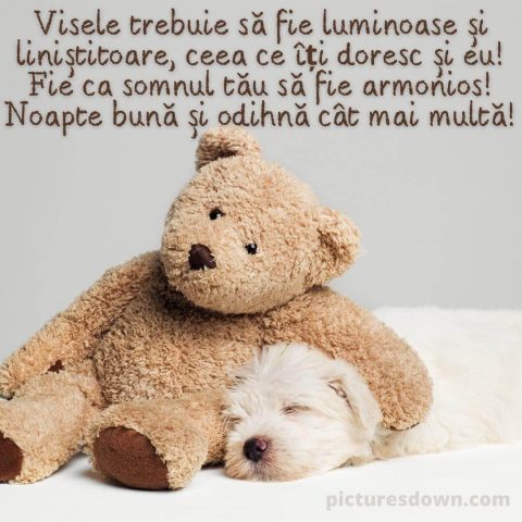 Noapte buna marti imagine pui de urs descarcă gratis