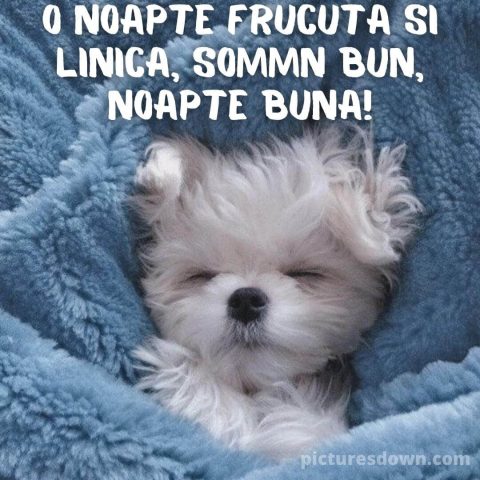 Noapte buna marti imagine câine în pat descarcă gratis