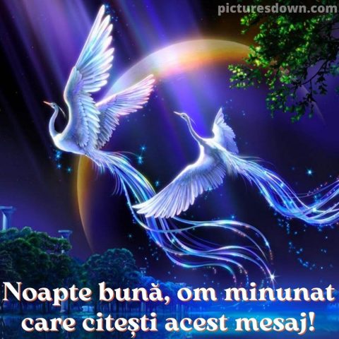 Noapte buna marti imagine febra păsărilor descarcă gratis