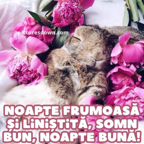 Noapte buna marti imagine iepure descarcă gratis