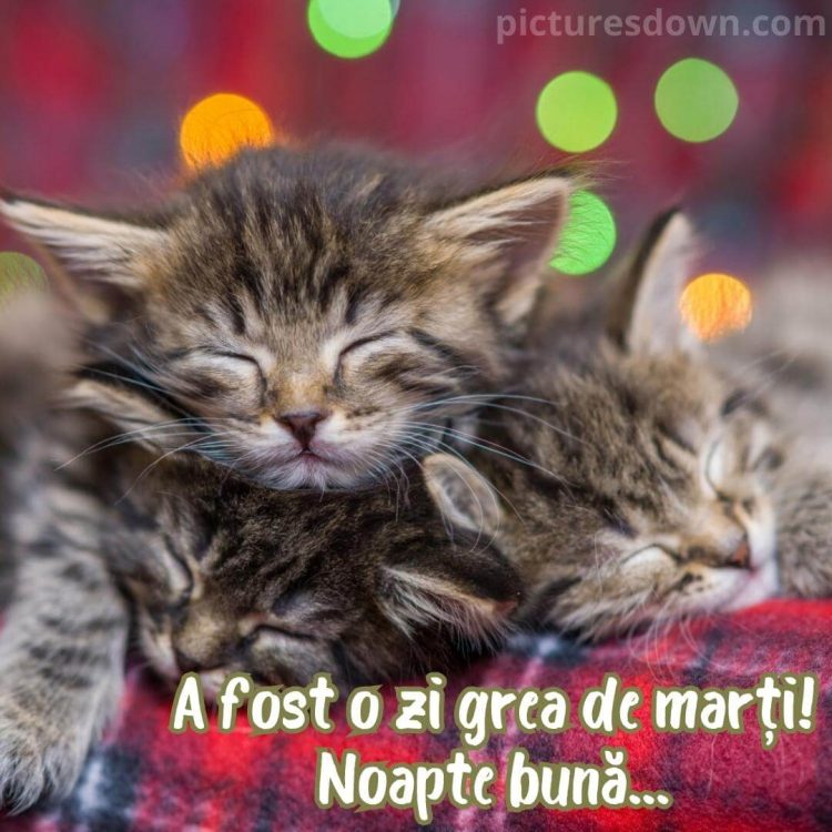 Noapte buna marti imagine pisici mici descarcă gratis