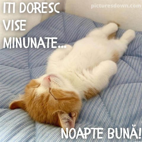 Noapte buna miercuri imagine pisica in pat descarcă gratis