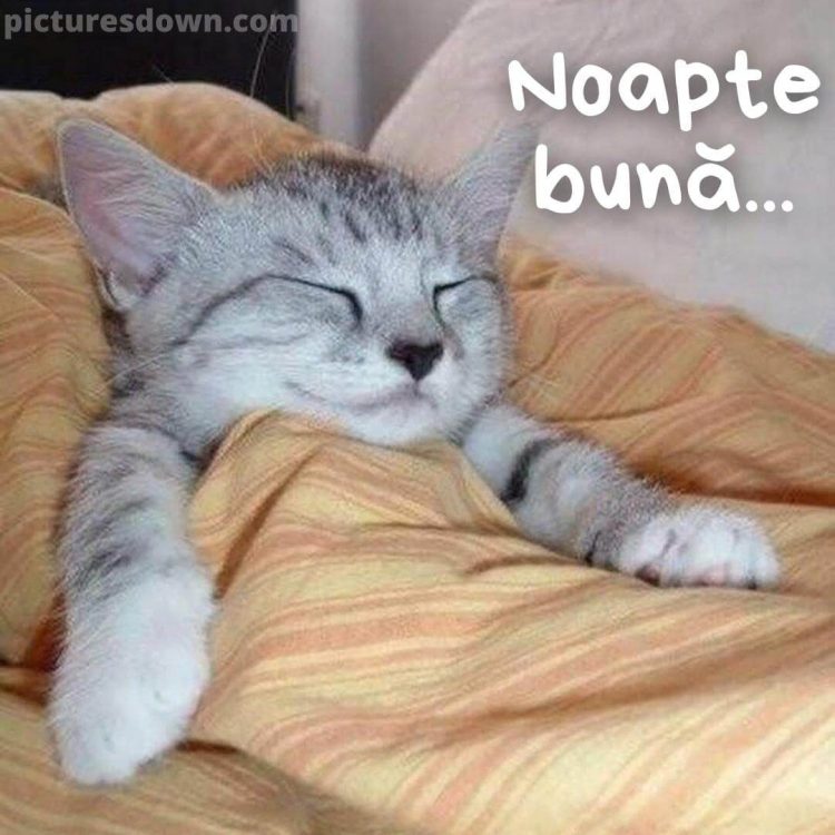 Noapte buna miercuri imagine pisică sub pătură descarcă gratis