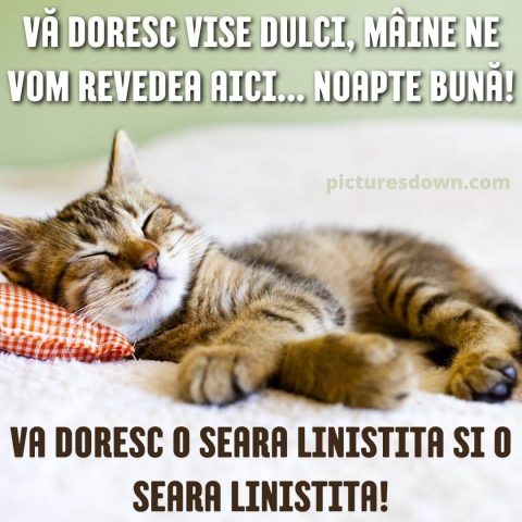 Noapte buna miercuri imagine pisică descarcă gratis