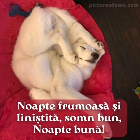 Noapte buna miercuri imagine câine descarcă gratis