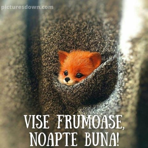 Noapte buna miercuri imagine caine mic descarcă gratis