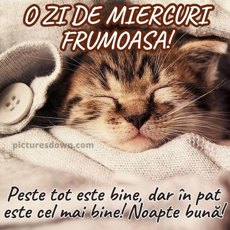Noapte buna miercuri imagine pisica adormita descarcă gratis