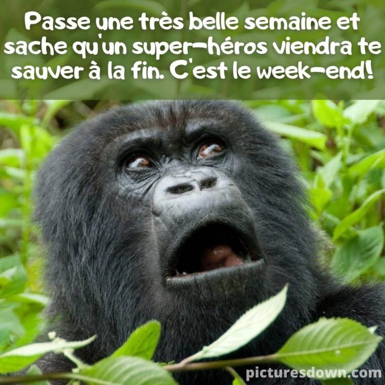 Bon lundi humour image gorille drôle gratuite