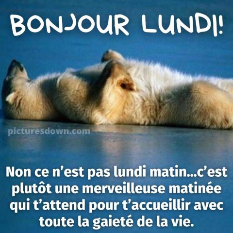 Bon lundi humour image ours gratuite