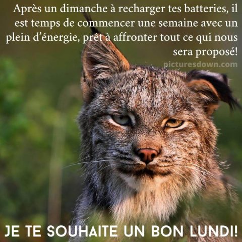 Bon lundi humour image Lynx gratuite