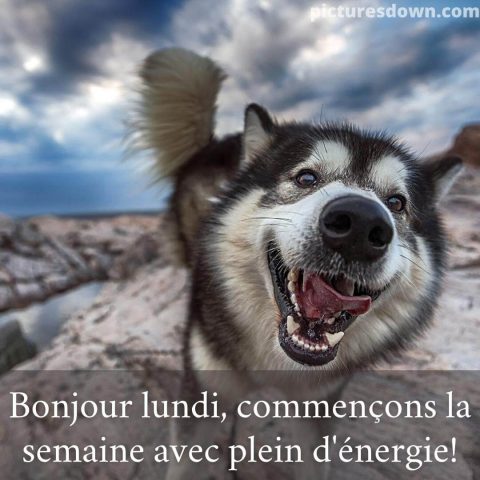 Bon lundi humour image chien drôle gratuite