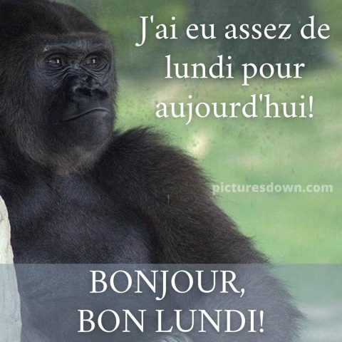 Bon lundi humour image gorille gratuite