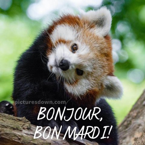 Humour bon mardi image petit panda gratuite