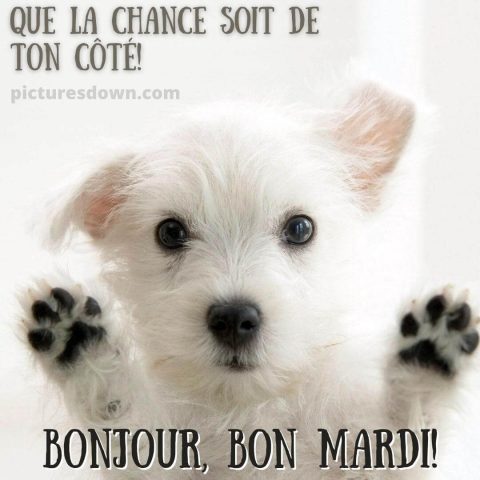 Humour bon mardi image chien gratuite