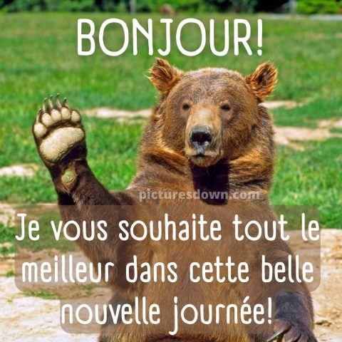 Humour bon mardi image ours brun gratuite