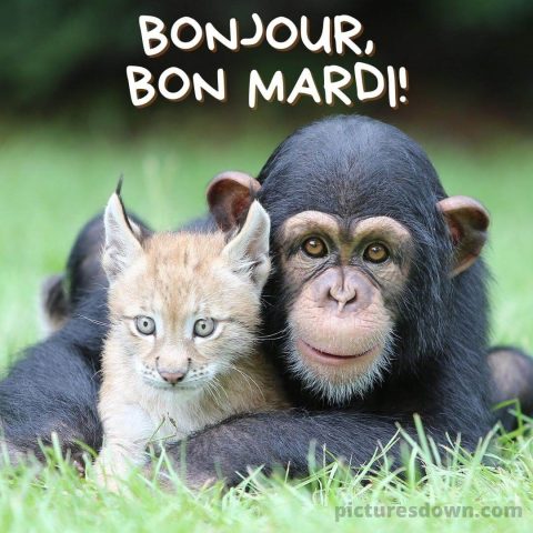Humour bon mardi image singe et lynx gratuite