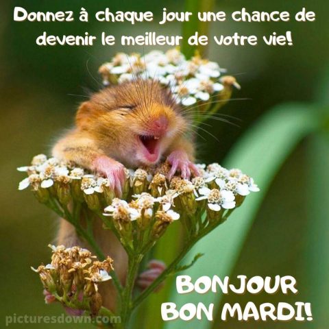 Humour bon mardi image souris gratuite