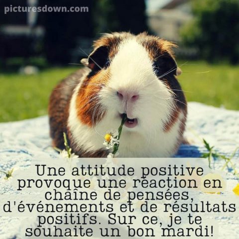 Humour bon mardi image Cochon d'Inde gratuite