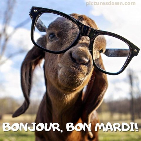 Humour bon mardi image chèvre gratuite