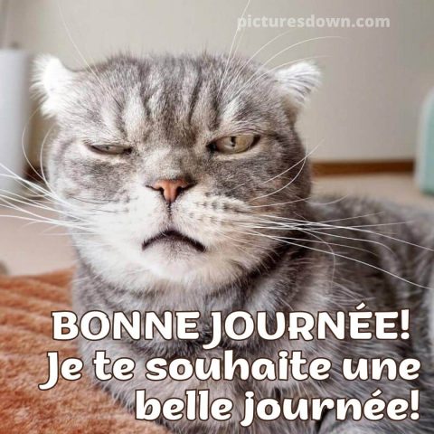 Bonjour chat image renfrogné gratuite