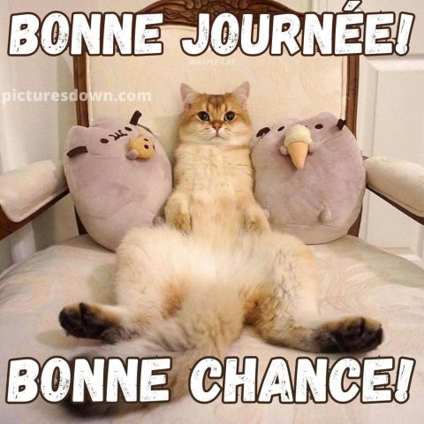 Bonjour chat image Dans le fauteuil gratuite