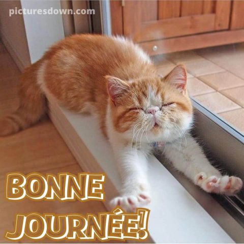 Bonjour chat image grand gratuite