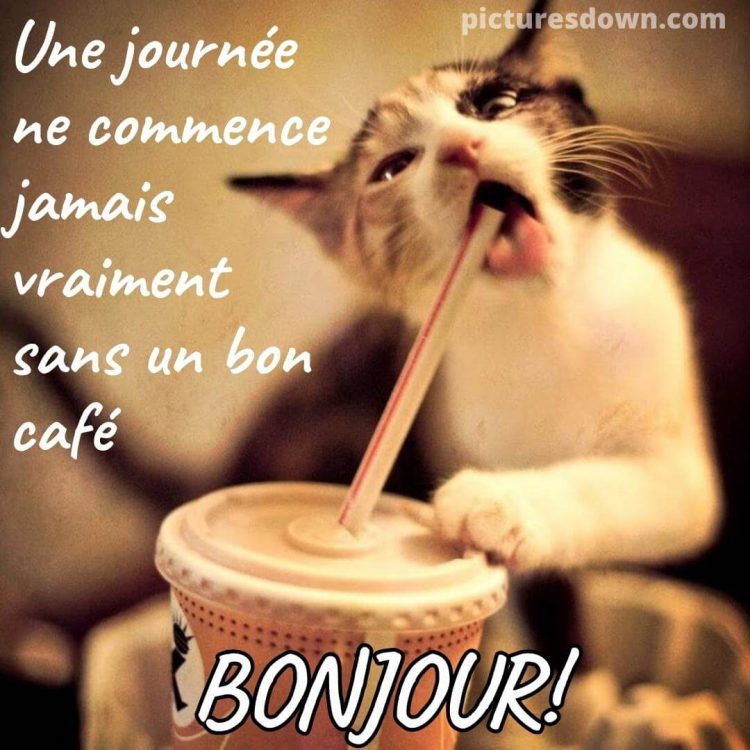 Bonjour chat image café gratuite
