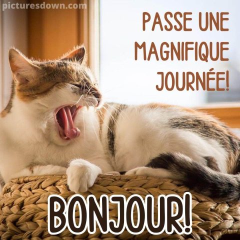 Bonjour chat image dans le panier gratuite
