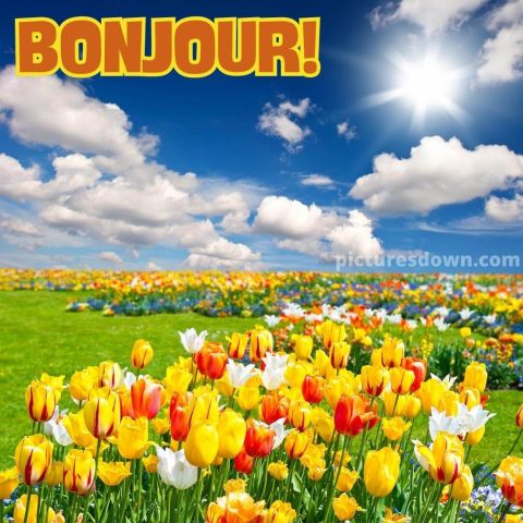 Bonjour fleurs image tulipes gratuite