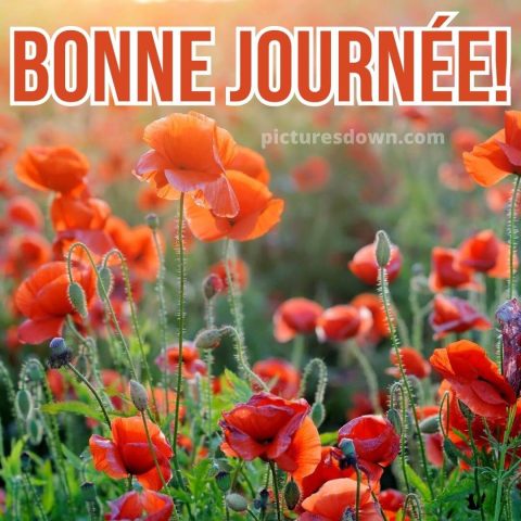 Bonjour fleurs image coquelicots gratuite