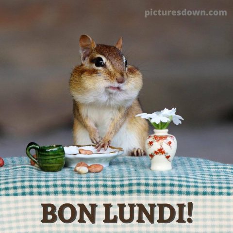 Bonne lundi image hamster gratuite