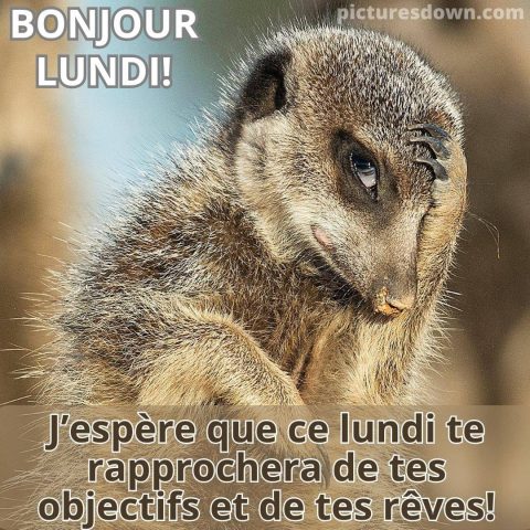 Bonne lundi image suricate gratuite