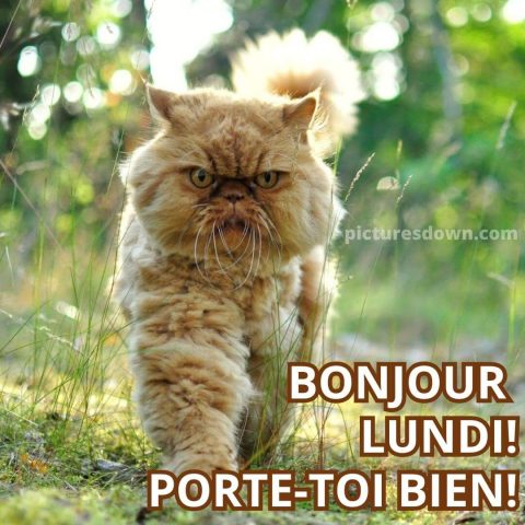 Bonne lundi image chat tacheté gratuite