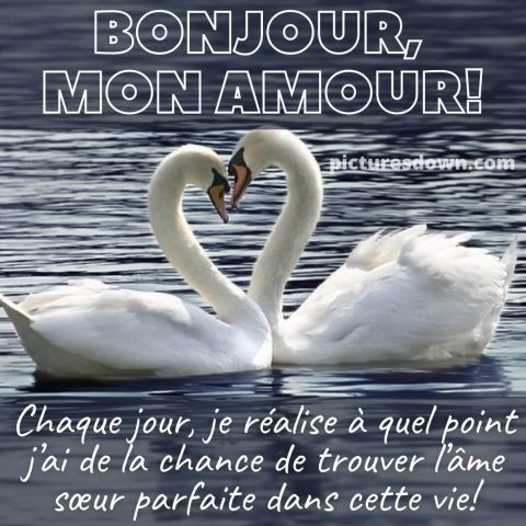 Bonjour mon amour image cygnes gratuite