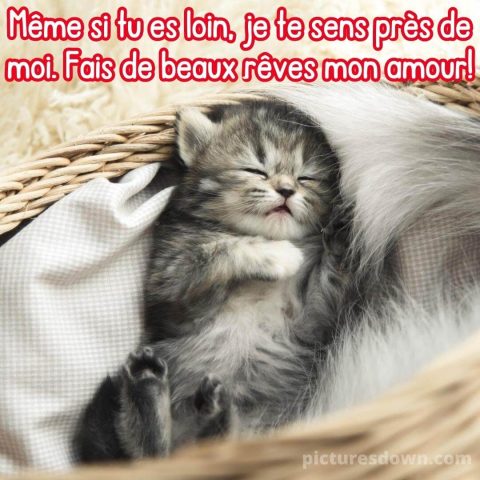 Bonne nuit chaton image dans le panier gratuite