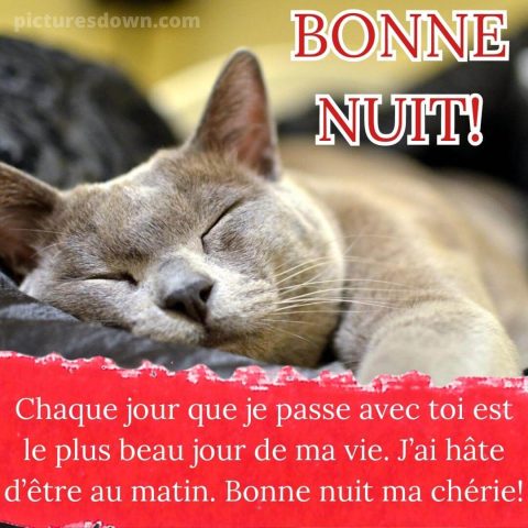 Bonne nuit chaton image grand gratuite