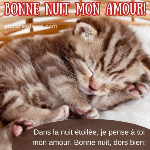 Bonne nuit chaton image minuscule gratuite
