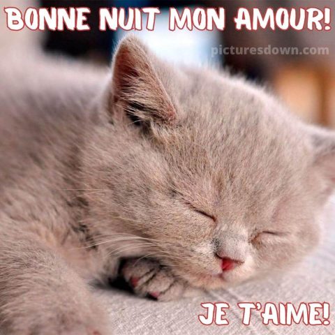 Bonne nuit chaton image Je t'aime gratuite