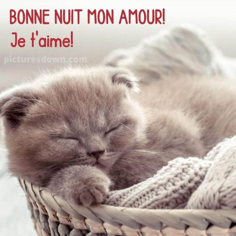 Bonne nuit chaton image gris gratuite