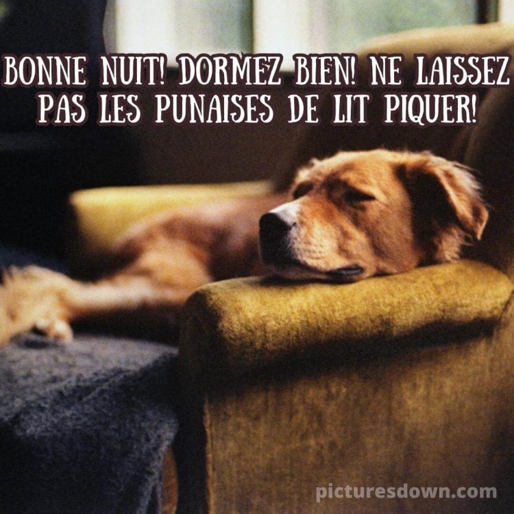 Bonne nuit lundi image chien sur le canapé gratuite