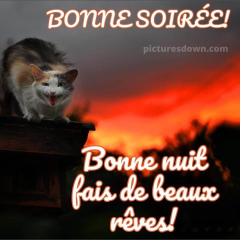 Bonne soirée lundi image chat gratuite