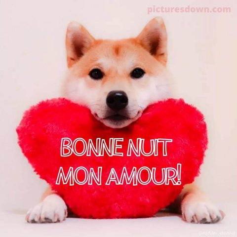 Coeur bonne nuit image chien gratuite