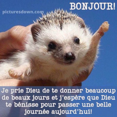 Bonjour humour image hérisson gratuite