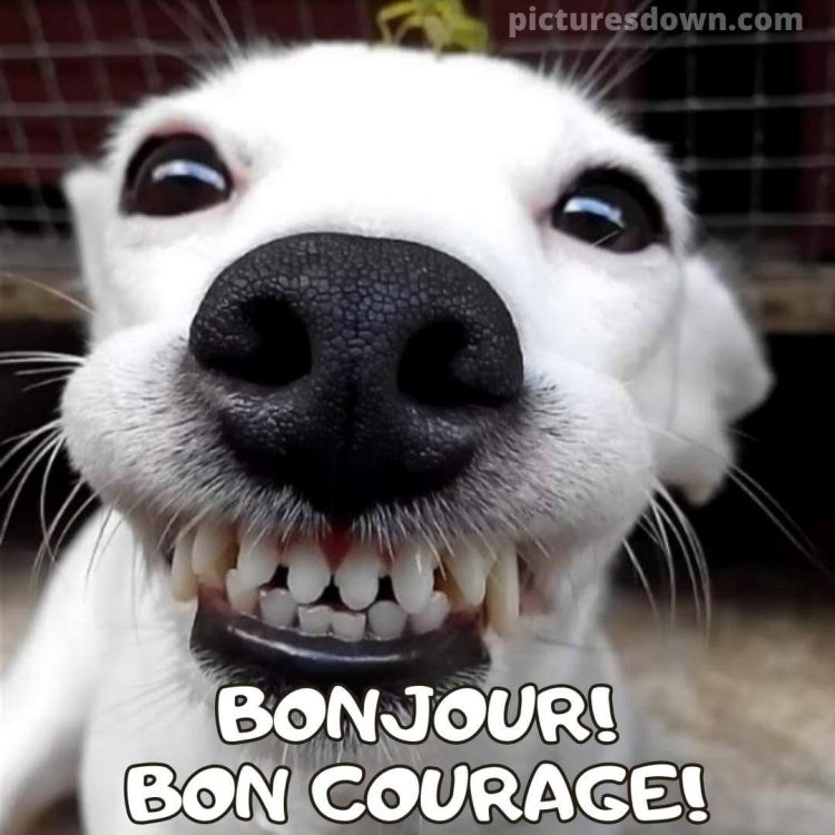 Bonjour humour image chien blanc gratuite
