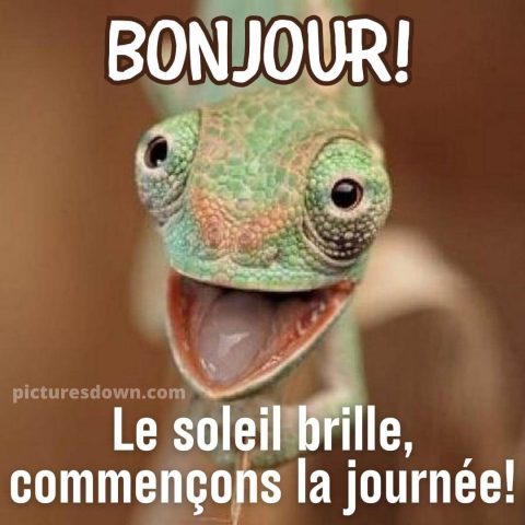 Bonjour humour image lézard gratuite