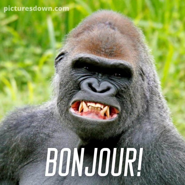 Bonjour humour image gorille gratuite