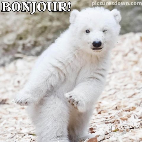 Bonjour humour image ours gratuite