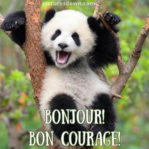 Bonjour humour image Panda gratuite