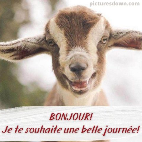 Bonjour humour image chèvre gratuite